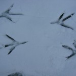 Bird tracks in the snow