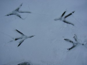 Bird tracks in the snow